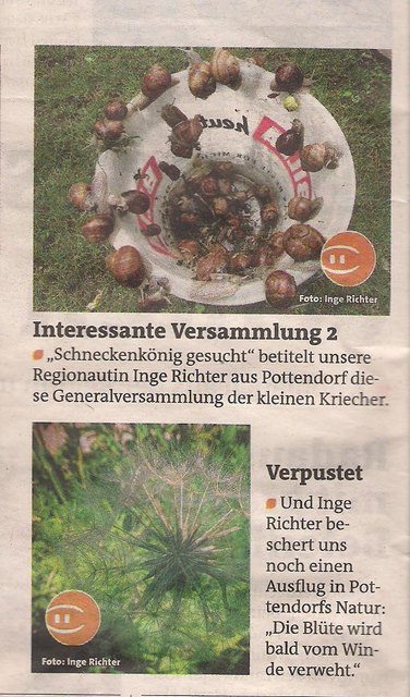 Leider auch diesmal kein Schneckenkönig dabei.....Große Pußteblume