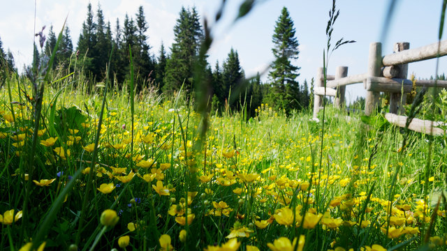 Saftige Gräser und Blumen