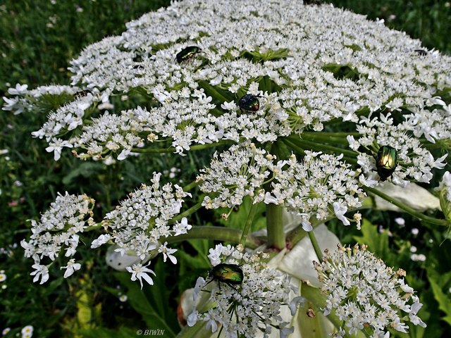 Für Insekten scheinen die Blüten eine Delikatesse zu sein !
