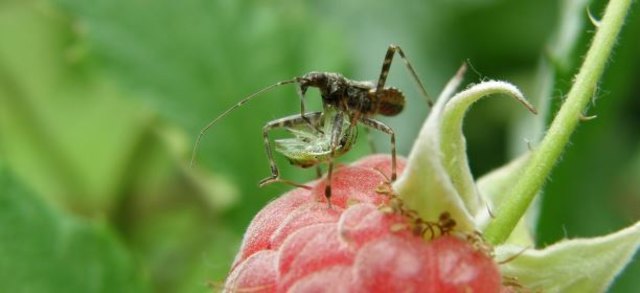 (c) Natur im Garten B. Haidler