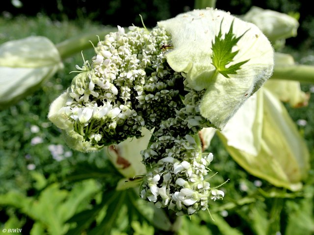 Ein neue Blüte entsteht (ein Teil des Bildes war die Rätselfrage von gestern).