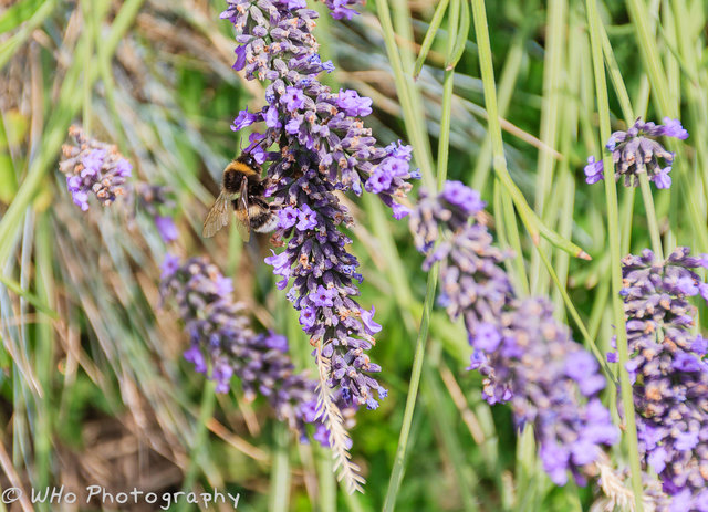 Hummel im Lavendel