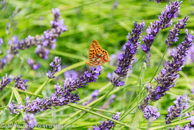 Schmetterling im Lavendel