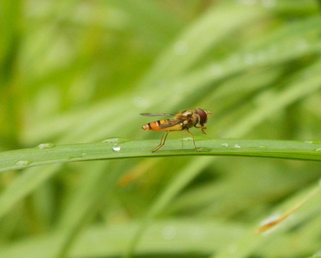 ... nach dem Essen putz ich mir immer mein Rüsselchen...