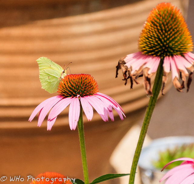 Schmetterling auf dem Sonnenhut