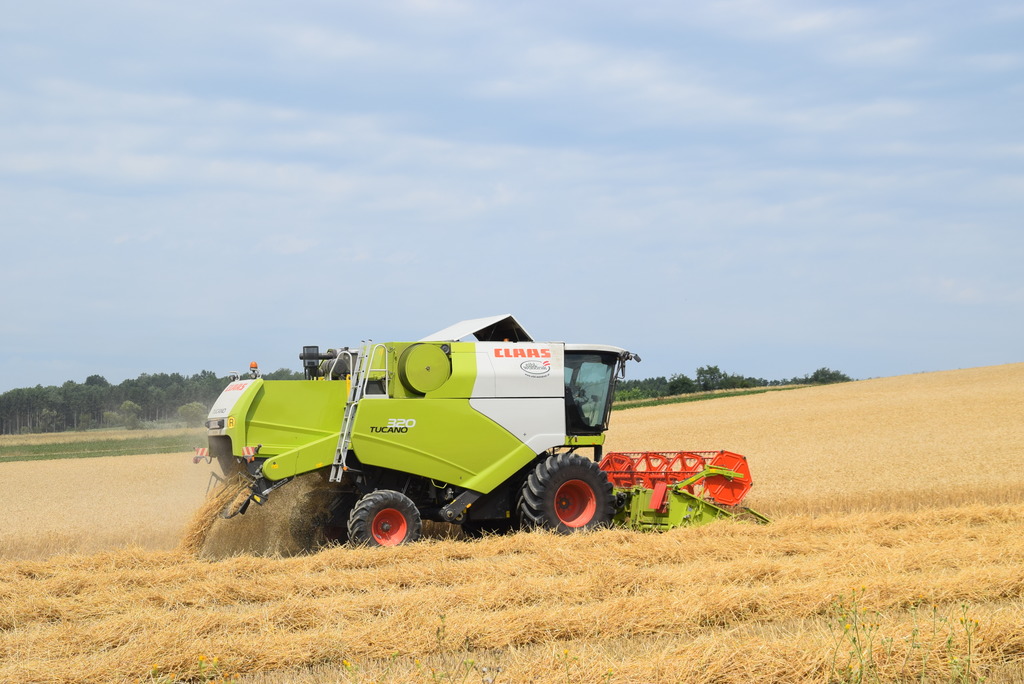 Getreide Ernte Hat Begonnen Gussing