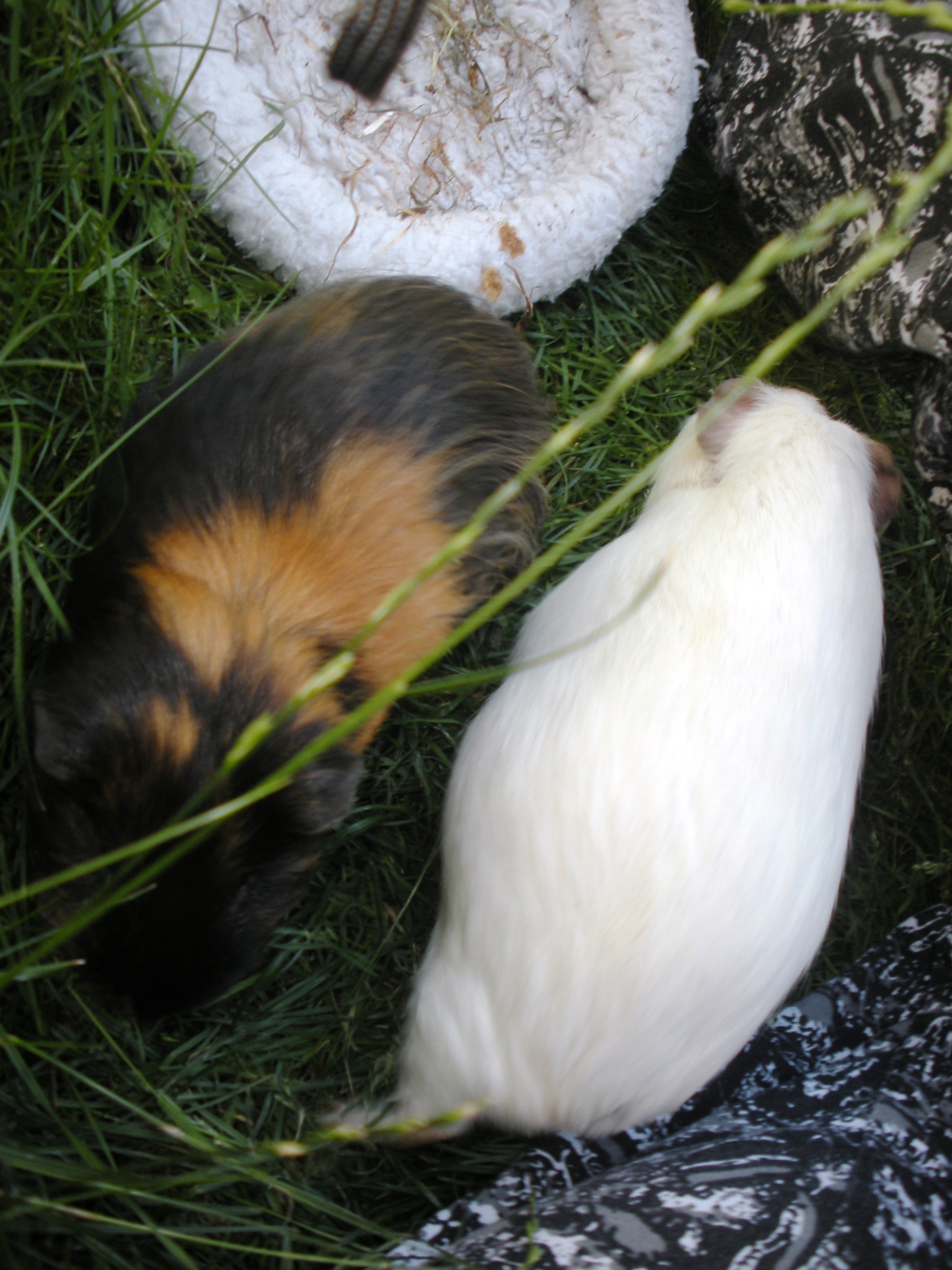 Ying Yang a la Meerschwein - Simmering