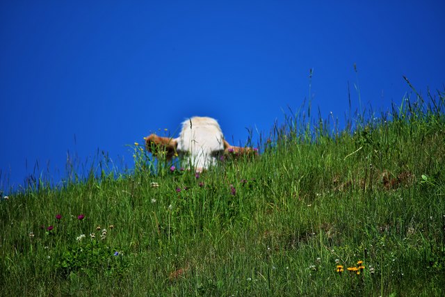 Sieht mich jemand - mir geht´s gut auf der Alm