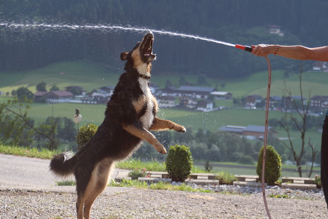 Rocky liebt die Abkühlung aus dem Gartenschlauch und mach regelrechte Luftsprünge