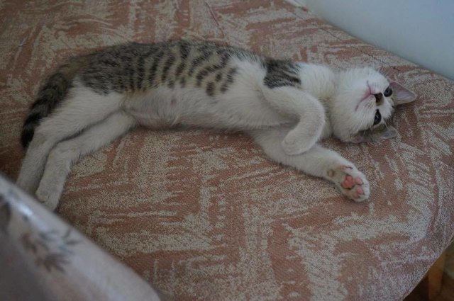 Katze Susi wird vermisst. Haben Sie sie gesehen?