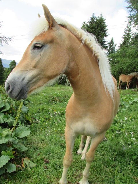 das Haflinger Pferd auf der Alm macht  Sommerurlaub.