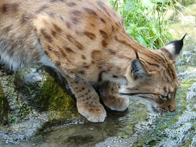 Es ist wichtig viel zu trinken. Der Luchs im Alpenzoo Innsbruck zeigt es vor...