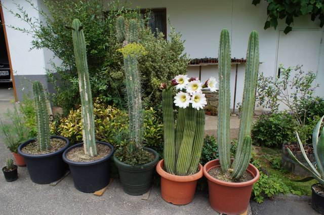 Kakteen im Vorgarten