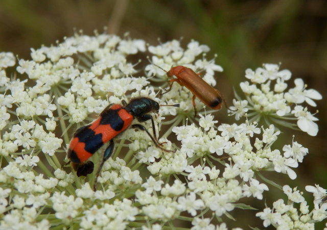 ... Zottiger Bienenkäfer vertreibt Weichkäfer...