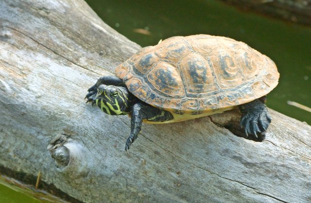aufgenommen 15.07. im Botanischen Garten
