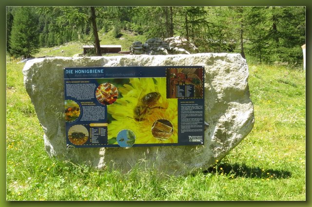 Mehrere bunte Tafel informieren über Wissenswertes zum Thema Bienen