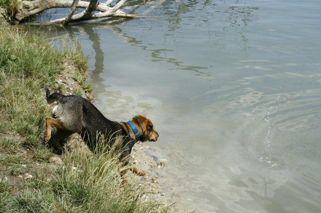 Nelly auf dem Weg ins kühle Nass. | Foto: GS