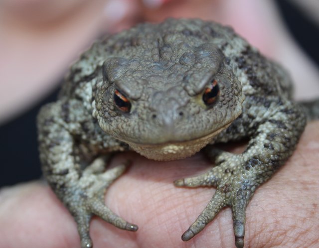und er bekam ein neues zuhause ,in einen schönen garten mit teichanlage,..