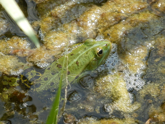 .... es geht nichts über ein erfrischendes Bad .....