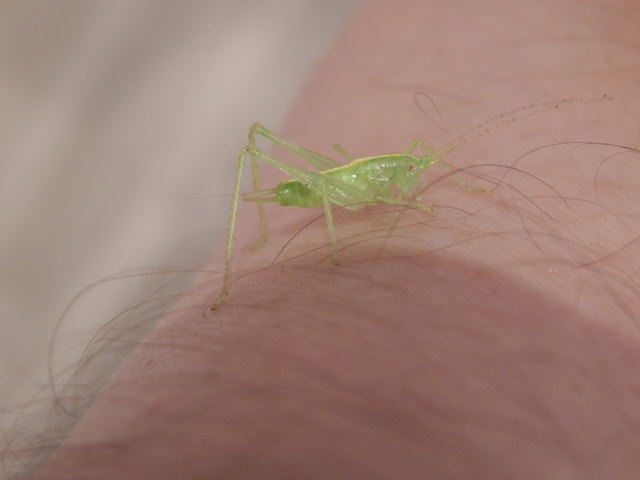 .. die Punktierte Zartschrecke ließ sich im Möbelhaus Kika auf meinem linken Unterarm nieder; sie blieb, bis ich sie draußen auf der Wiese absetzte...