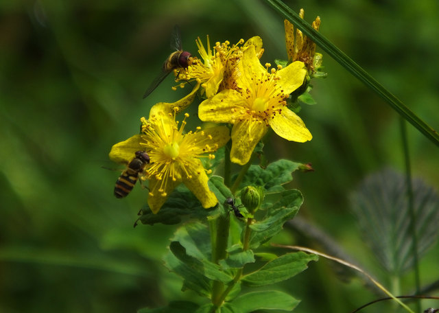Tüpfel-Hartheu, Hartheugewächs
