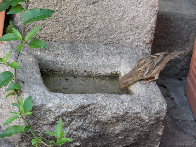... jeder VOGEL weiß, dass Wasser ein guter Durstlöscher ist....