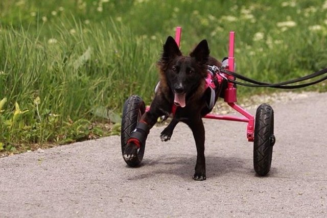 Dank eines eigens angefertigten Rollwagens ist "Prinzessin Lillifee" trotz Lähmung mobil.