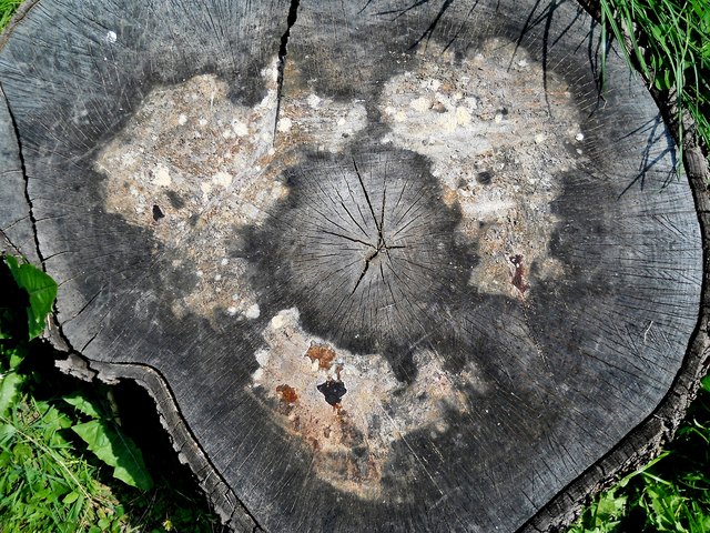 Diese Zeichnung auf dem Baumstumpf sieht aus wie eine Weltkarte mit den Kontinenten.