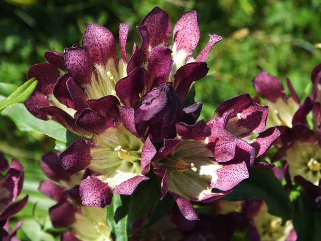 Blüten des Pannonischen Enzians