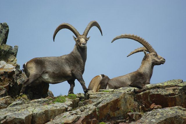 Der König der Alpen fühlt sich wieder heimisch in den Tiroler Bergen.
