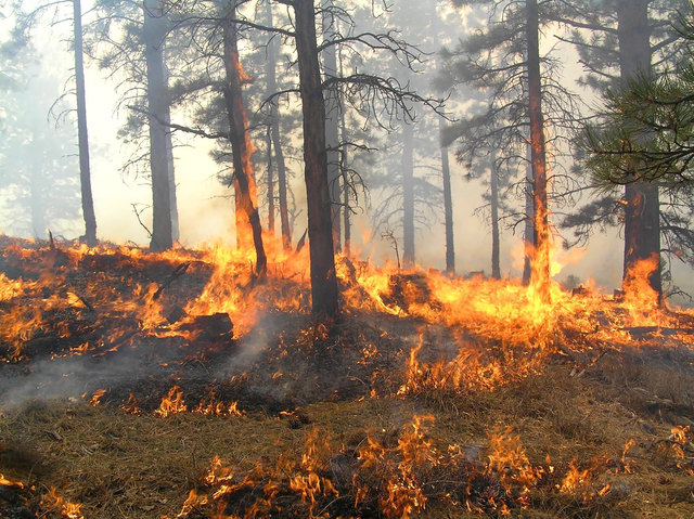 Wiesen, Wälder und Felder sind ausgetrocknet, die Brandgefahr steigt. | Foto: ellend1022/panthermedia
