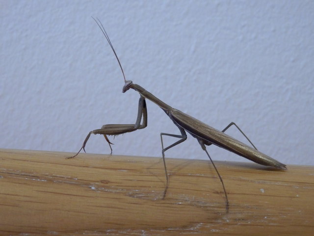 ... sie geht vom Verbindungsgang Im Guntramsdorfer Pflegeheim auf dem Handlauf wieder in den Garten....