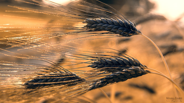 .... da habe ich bei meinem Spaziergang nicht schlecht gestaunt, denn so ein Getreidefeld wie hier in Loretto,  habe ich davor noch nirgends gesehen....die Ähren sind schwarz .... kennt sich da jemand von euch aus? Um welches Getreide handelt es sich denn