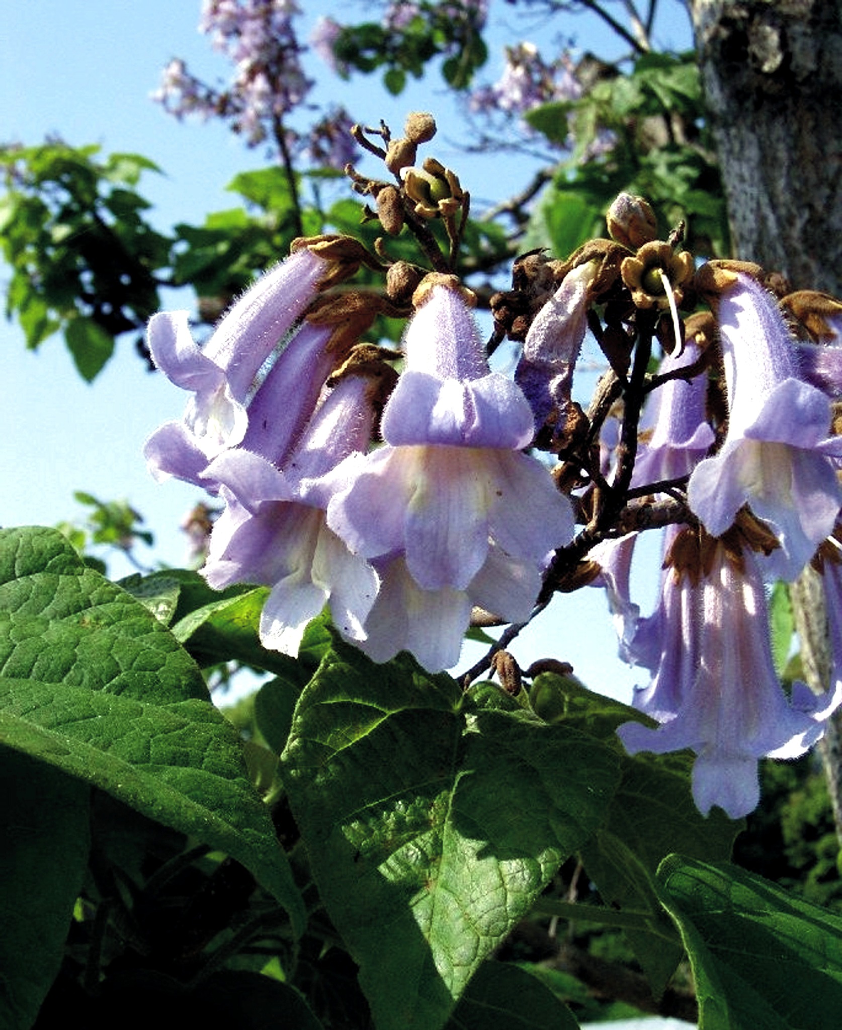 Der prächtige Blauglockenbaum Reutte