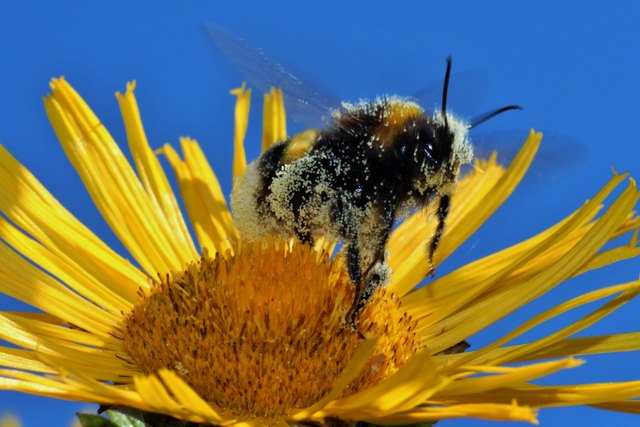 Hummel schwer beladen beim Start