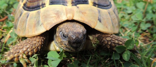 in der Ruhe liegt die Kraft denkt sich diese Schildkröte