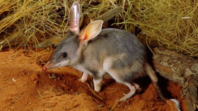 Bilby - der australische Osterhase! | Foto: abc.news.go.com
