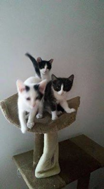 Infos unter: SOS Katze – 0681 / 81587914 | Foto: KK