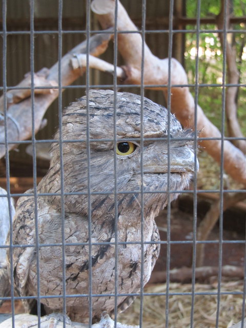 Ein Frogmouth (engl. Name) - auf dt. "Eulenschwalme"