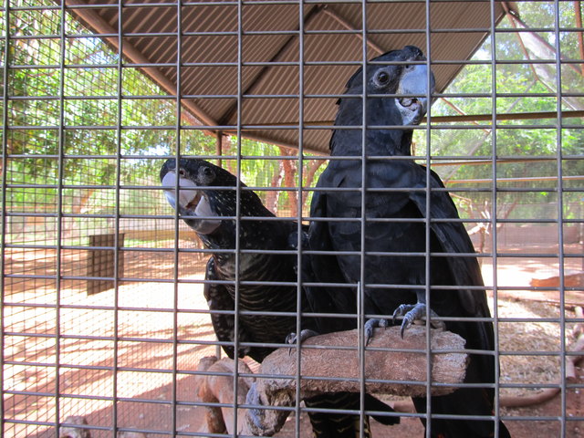 Gday Mate! Schwarzer Kakadu (auch Rabenkakadu genannt)