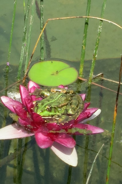 Mittagspause in Froschhausen !