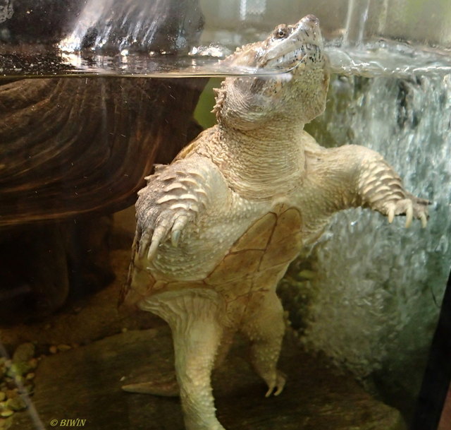 Die Schnappschildkröte zählt zur Familie der Alligatorschildkröten. Sie ist in ihrer Verbreitung auf Nordamerika beschränkt. Schnappschildkröten verbringen viel Zeit auf dem Grund von Gewässern, teilweise in Schlamm vergraben, auf Beute lauernd. Daneben sind sie aber auch gute Schwimmer, die aktiv Fischen, Amphibien, Reptilien und Wasservögeln nachstellen. Schnappschildkröten gehen gelegentlich nachts an Land, wo sie auch kleine Säugetiere fressen. Aufgenommen in den Blumengärten Hirschstetten.