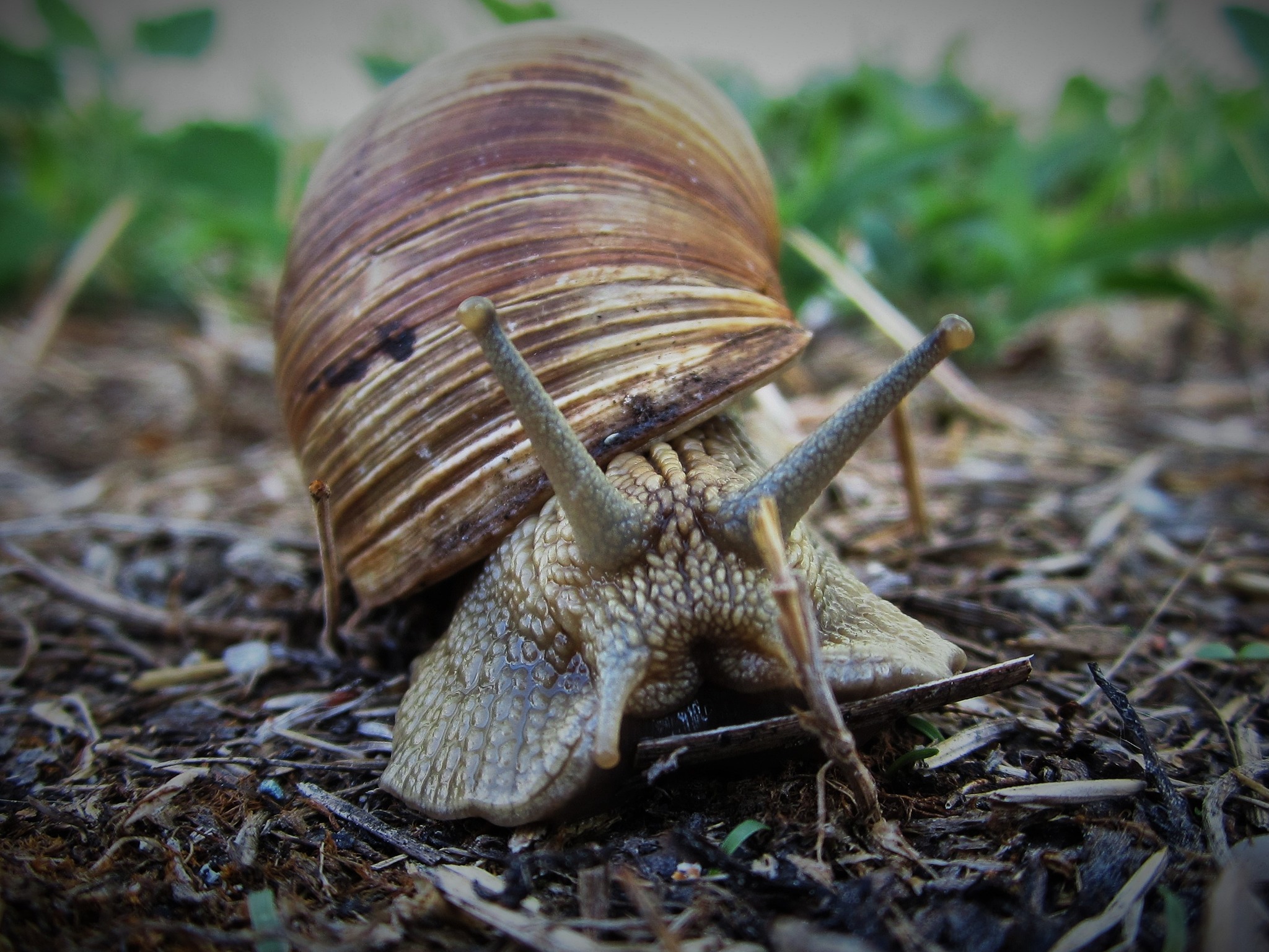 Weinbergschnecke - Enns