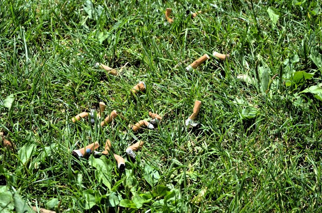 Kein schöner Anblick: Tschick im Gras - allerdings ist das Foto gestellt