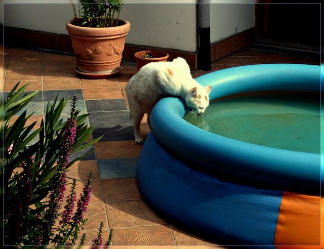 Bei der Hitze soll man viel trinken ;-) Kater Ika zeigt, wie's geht .....