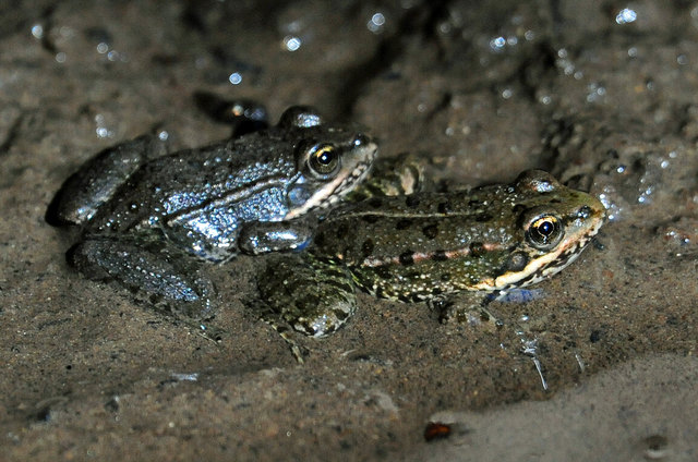 Ein kühlendes Schlammbad ist bei der Hitzewelle aber auch empfehlenswert!