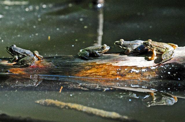 Die Froschjugend trifft sich zur Konzertprobe.