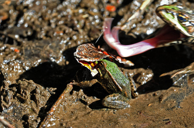 Ein kleiner, grüner Frosch versucht, einen Schmetterling zu erhaschen, doch die Klappzunge des größeren Konkurrenten schlägt blitzschnell zu - mit Erfolg! - Leider wurde auch ich von dieser Action vollkommen überrascht, sodass beim größeren Frosch, der re