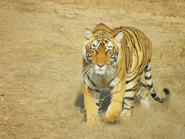 Tiger im Nationalpark Ranthambore