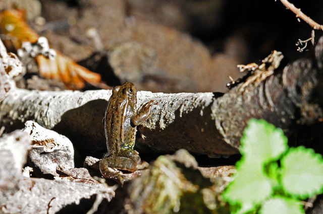 Dieser Jungfrosch scheint ein Sonnenbad zu nehmen, das sich Frösche nur sehr kurz leisten können, da ihre Haut wegen der Hautatmung immer feucht bleiben muss.